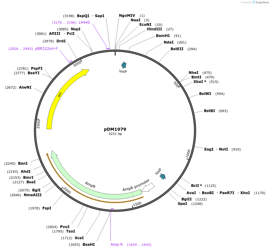 108979-plasmid-map-sequence-id-213755