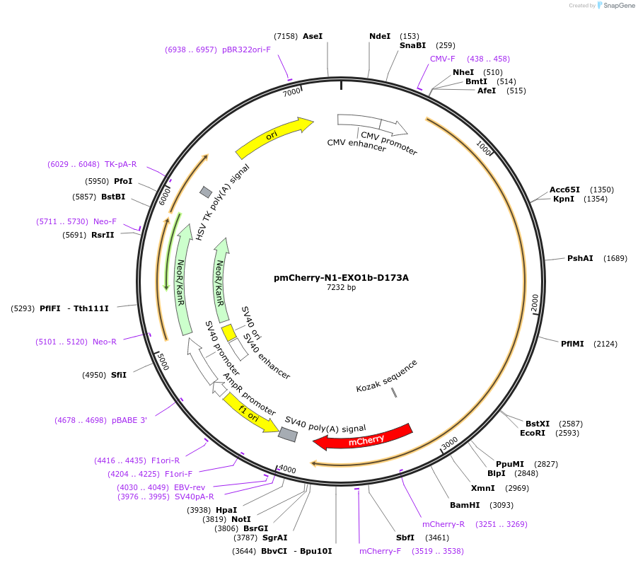 111622-plasmid-map-sequence-id-213790