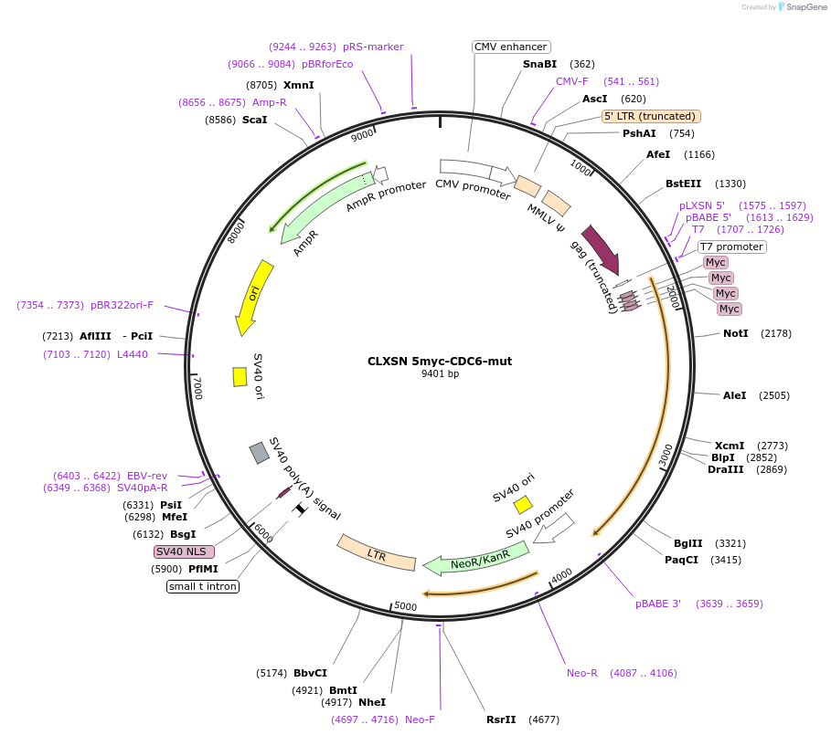 109333-plasmid-map-sequence-id-213795