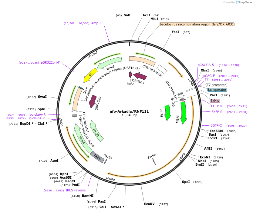 112228-plasmid-map-sequence-id-213807