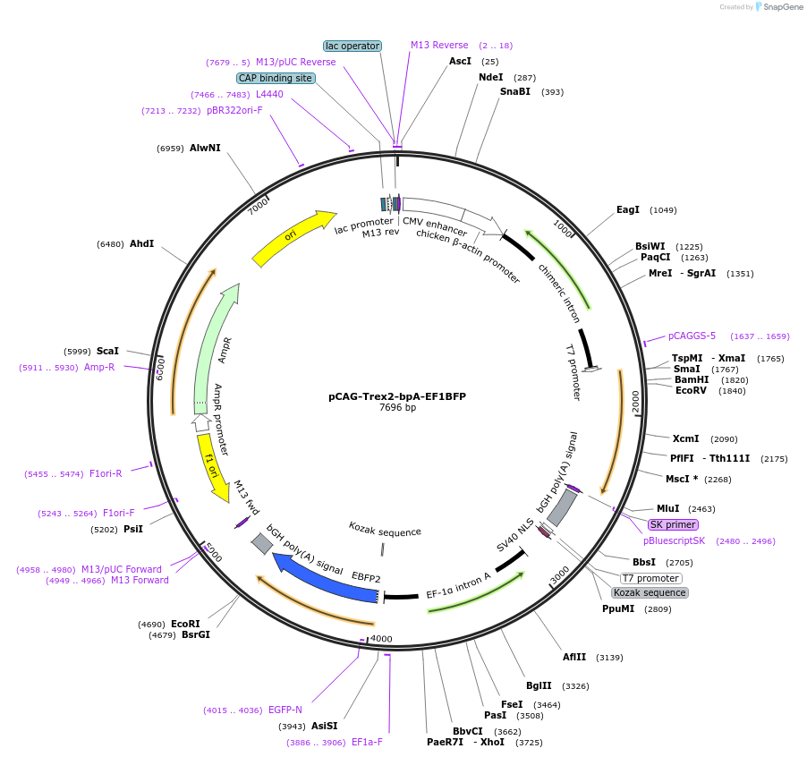 111144-plasmid-map-sequence-id-213812