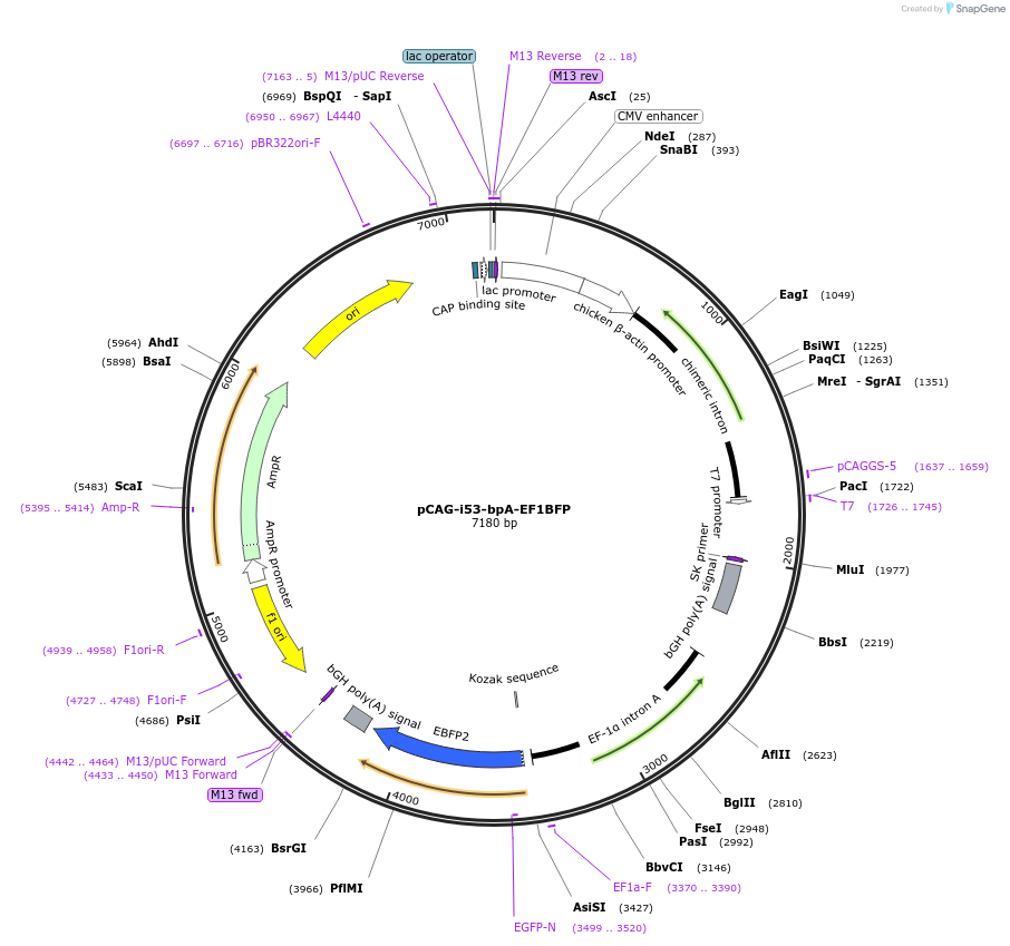 111145-plasmid-map-sequence-id-213814