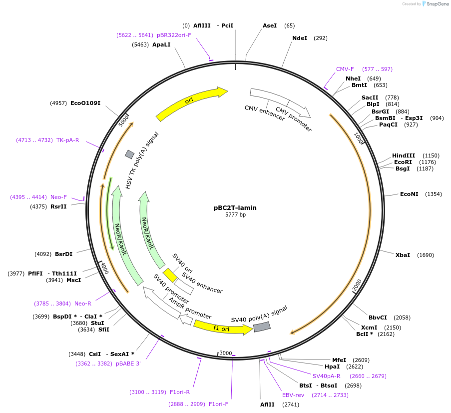 108972-plasmid-map-sequence-id-213815