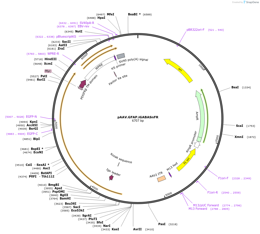 112172-plasmid-map-sequence-id-213862