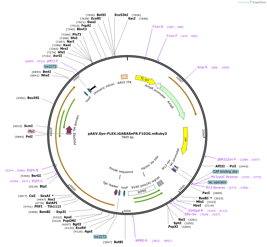 112170-plasmid-map-sequence-id-213866