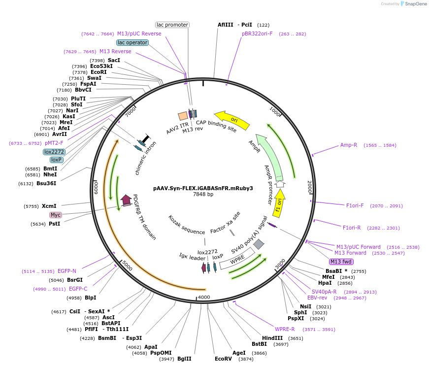 112169-plasmid-map-sequence-id-213872