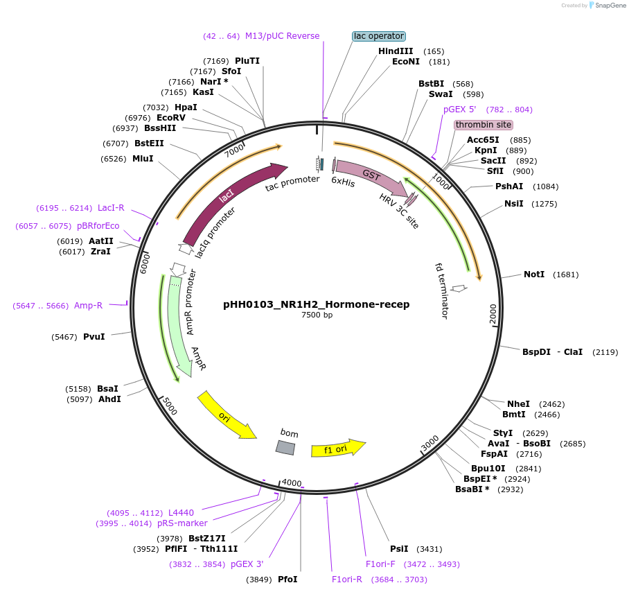 109827-plasmid-map-sequence-id-213874