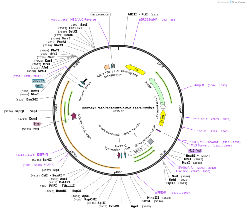 112171-plasmid-map-sequence-id-213878
