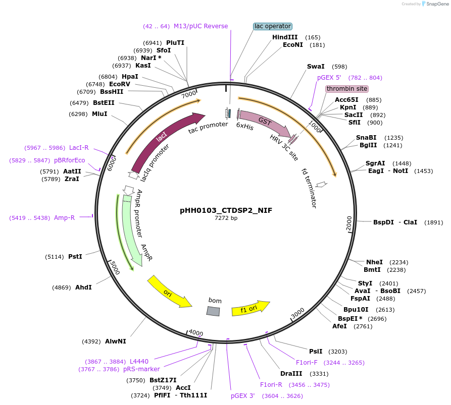 109831-plasmid-map-sequence-id-213882