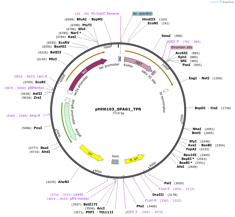 109840-plasmid-map-sequence-id-213891