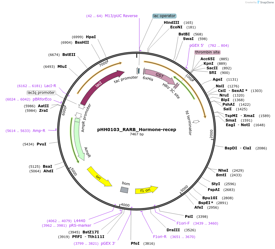 109845-plasmid-map-sequence-id-213897