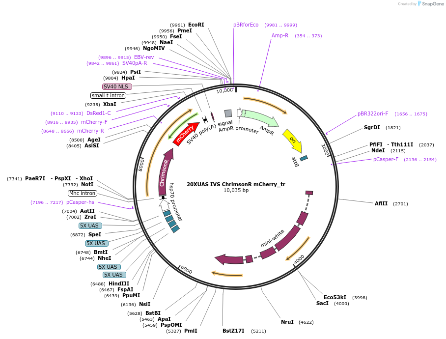 111546-plasmid-map-sequence-id-213931