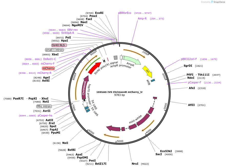 111547-plasmid-map-sequence-id-213951