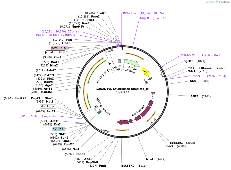 111545-plasmid-map-sequence-id-213987
