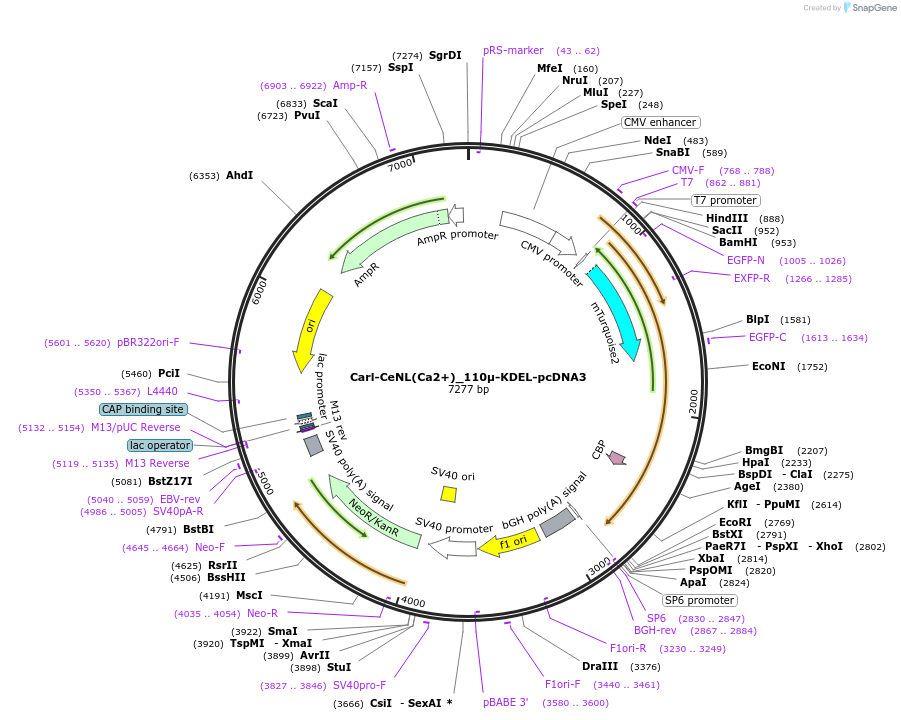 111925-plasmid-map-sequence-id-214006