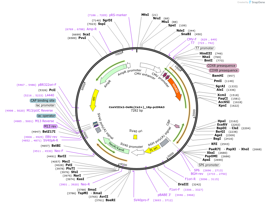 111924-plasmid-map-sequence-id-214007