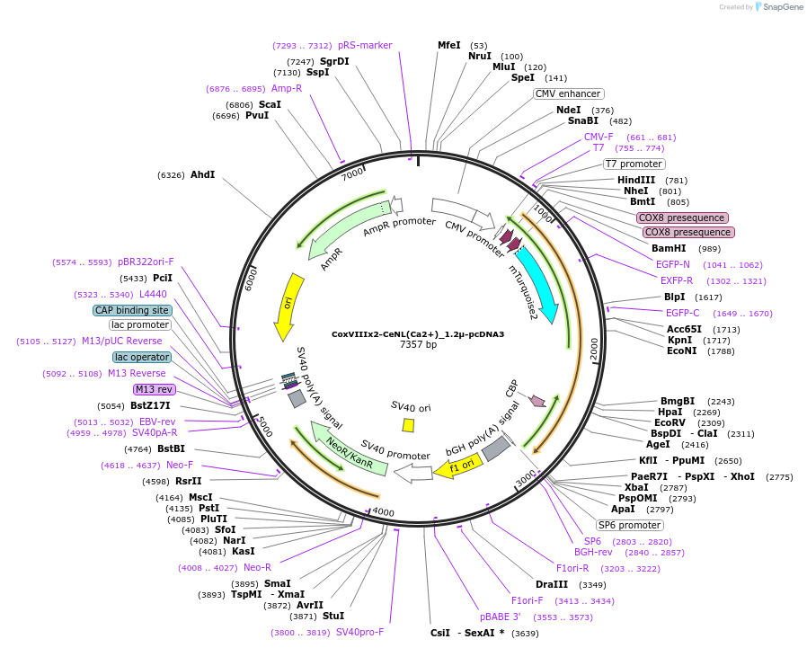 111922-plasmid-map-sequence-id-214013