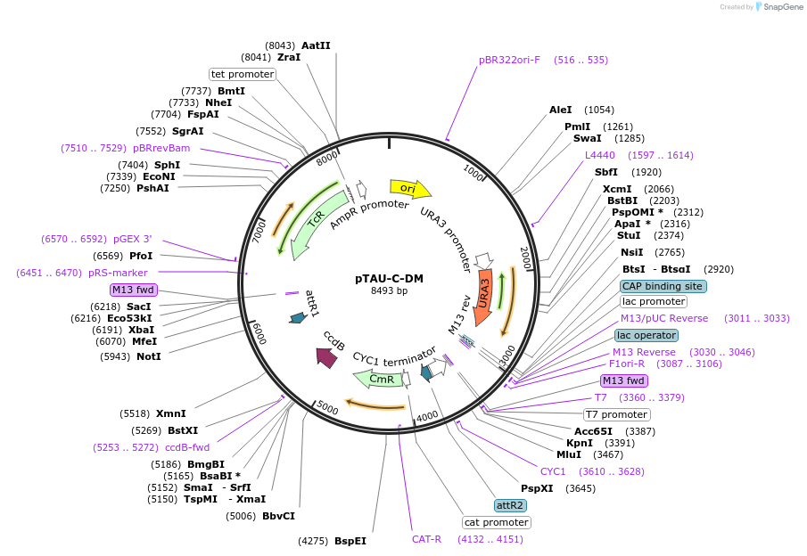 111231-plasmid-map-sequence-id-214073