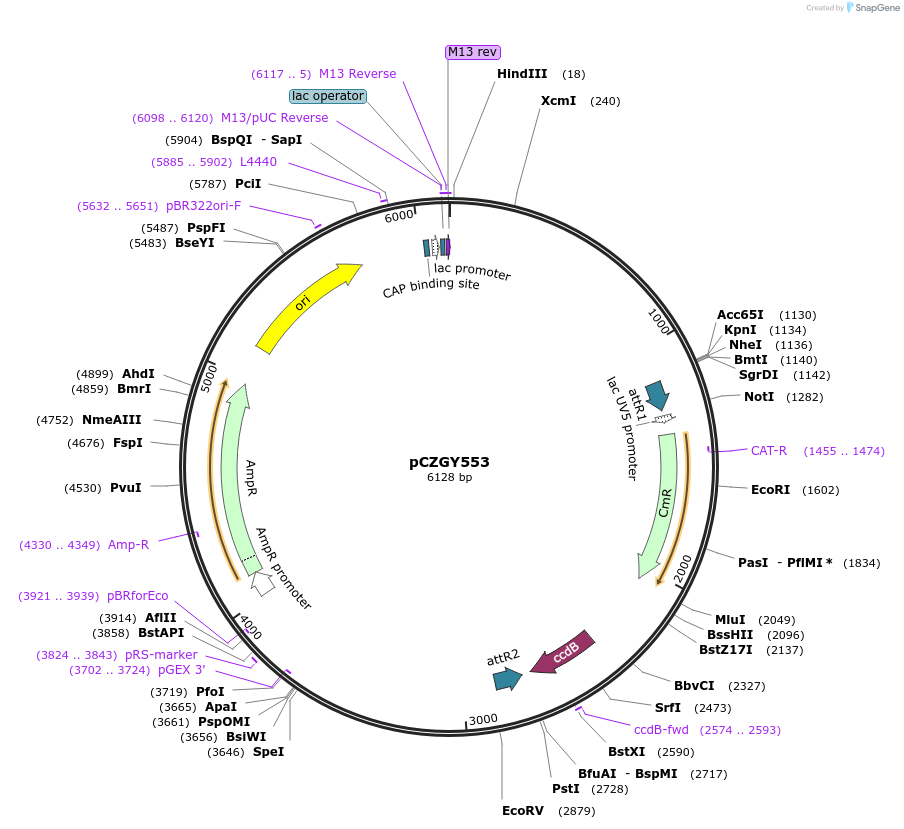110883-plasmid-map-sequence-id-214098