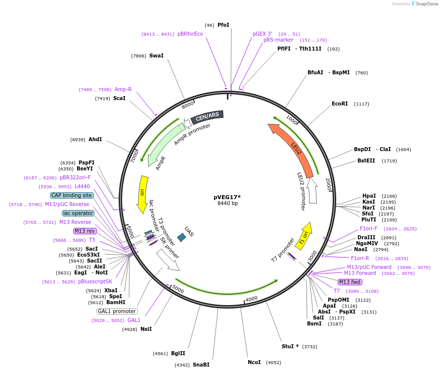 111856-plasmid-map-sequence-id-214107
