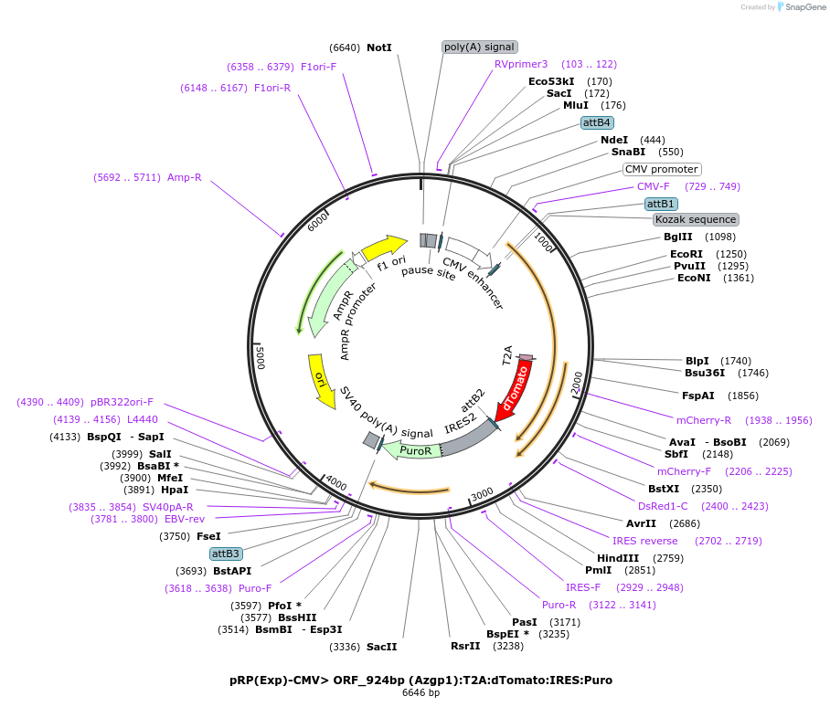110830-plasmid-map-sequence-id-214108
