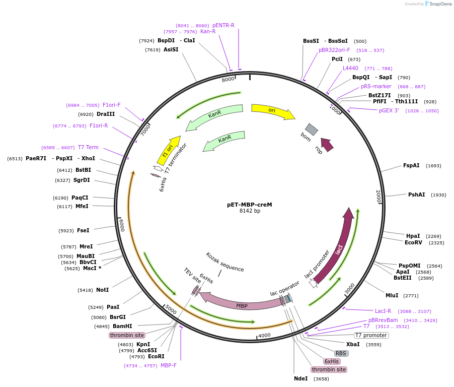 112238-plasmid-map-sequence-id-214109