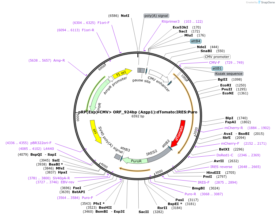 110831-plasmid-map-sequence-id-214111