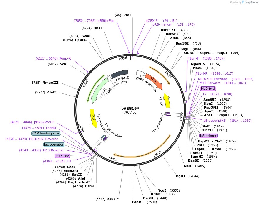 111855-plasmid-map-sequence-id-214113