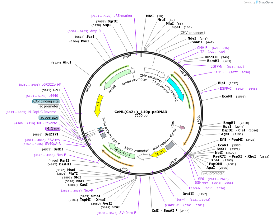 111929-plasmid-map-sequence-id-214295