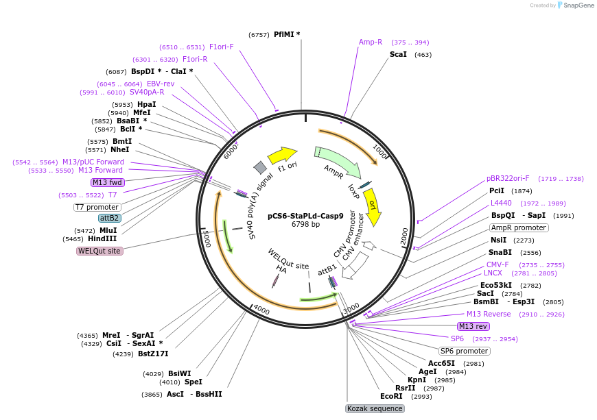111511-plasmid-map-sequence-id-214299