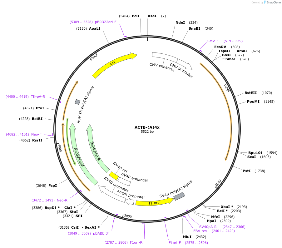 112058-plasmid-map-sequence-id-214489