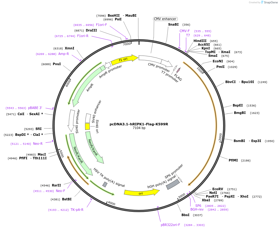 112490-plasmid-map-sequence-id-214537