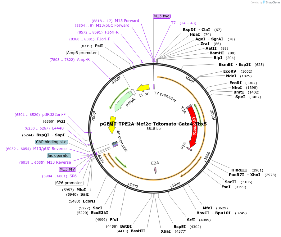 111818-plasmid-map-sequence-id-214541