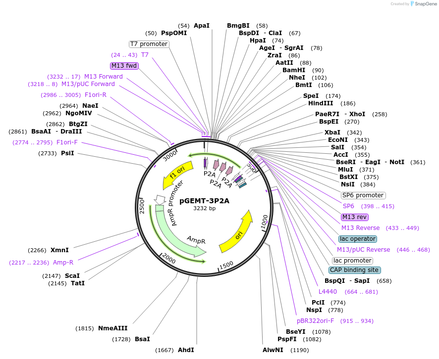 111772-plasmid-map-sequence-id-214543