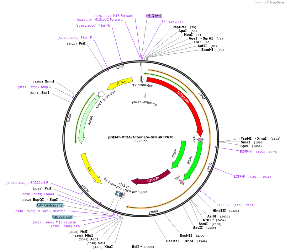 111814-plasmid-map-sequence-id-214545