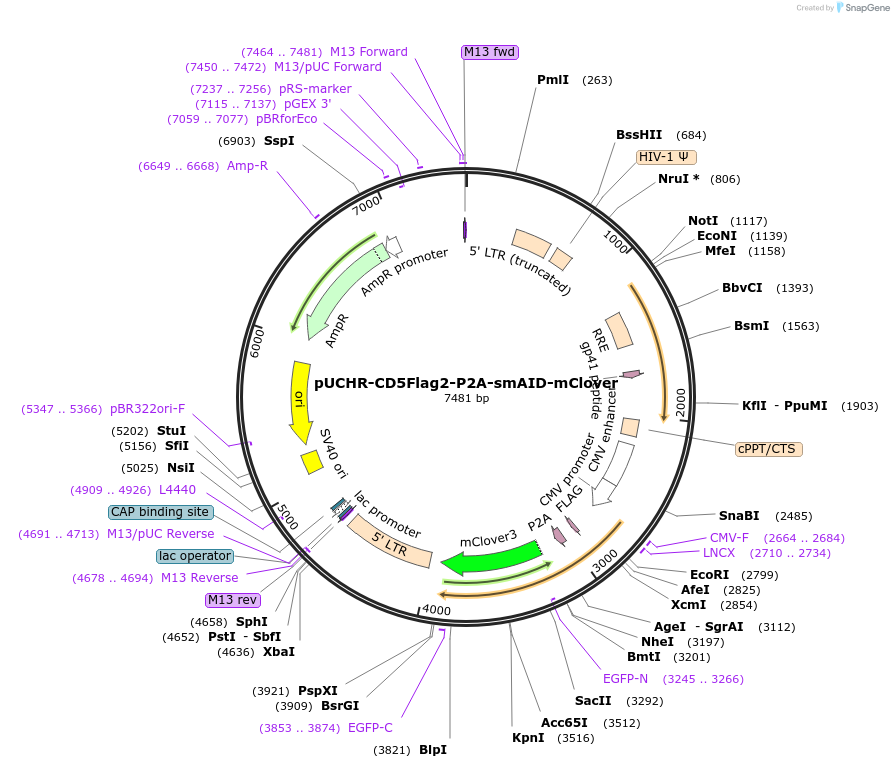 110657-plasmid-map-sequence-id-214589