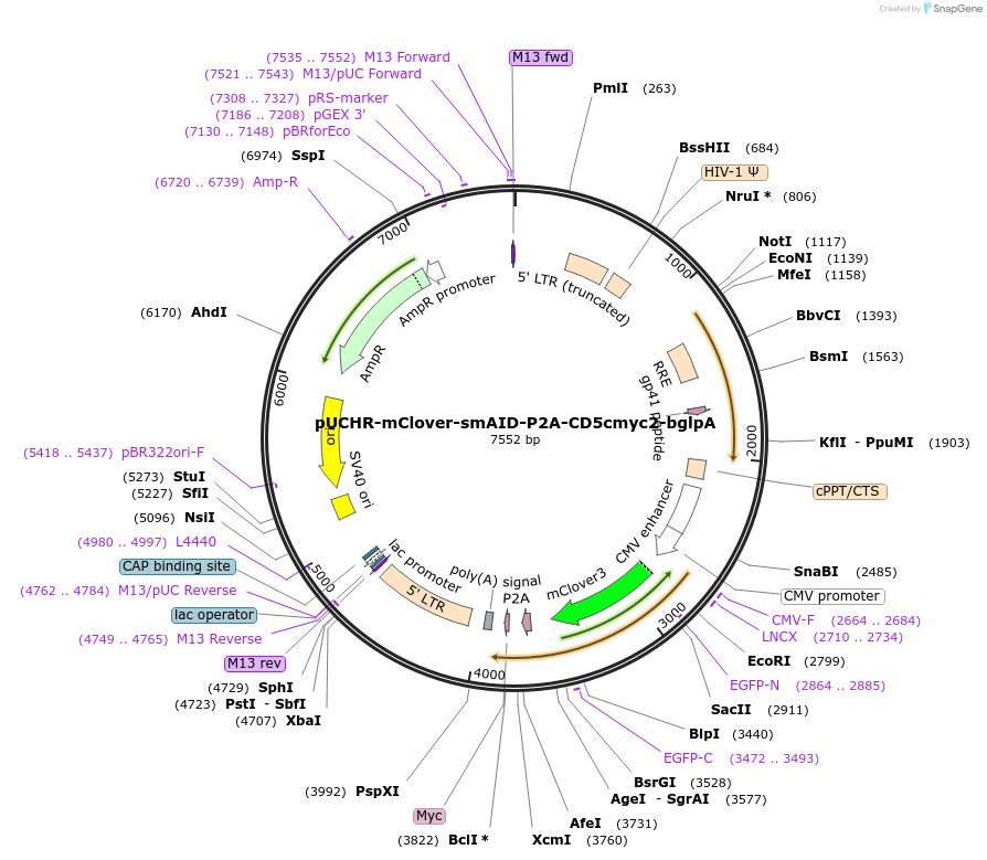110656-plasmid-map-sequence-id-214600