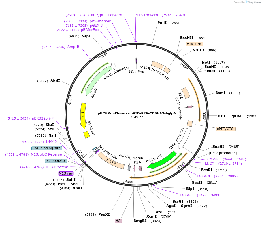 110655-plasmid-map-sequence-id-214602