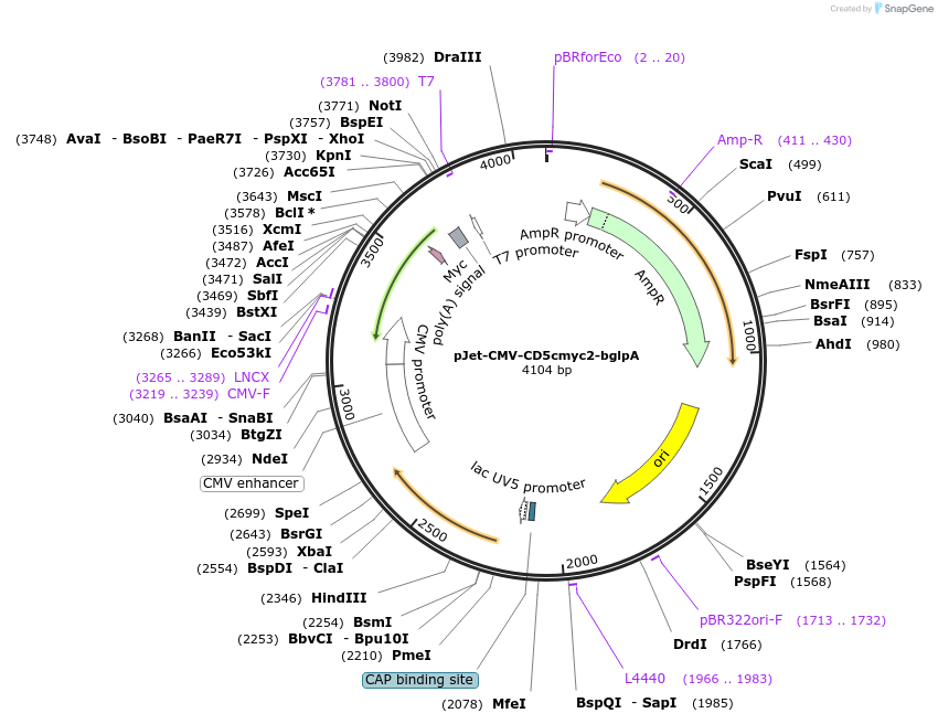 110645-plasmid-map-sequence-id-214609