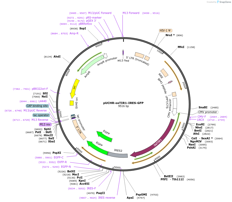 110661-plasmid-map-sequence-id-214633