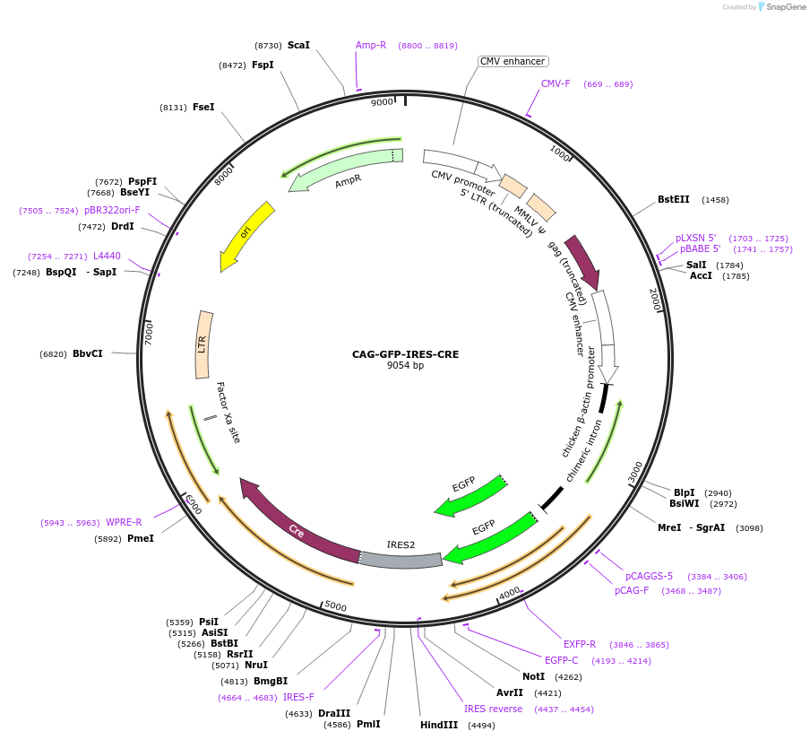 48201-plasmid-map-sequence-id-214680