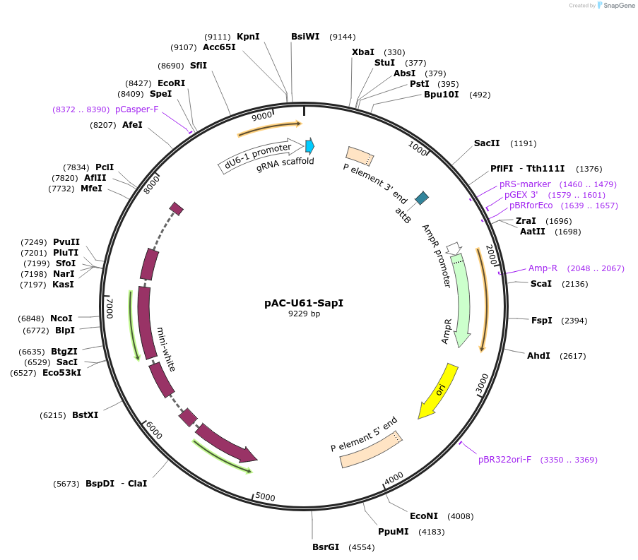 112808-plasmid-map-sequence-id-214681