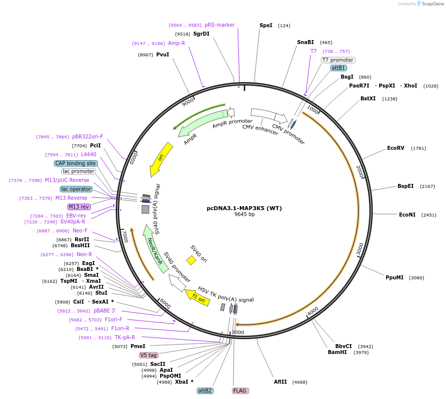47104-plasmid-map-sequence-id-214692