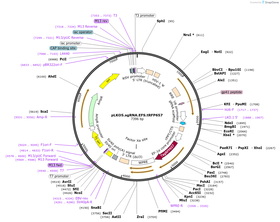 57824-plasmid-map-sequence-id-214696