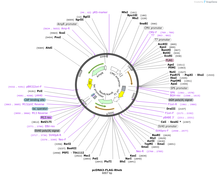 19996-plasmid-map-sequence-id-214705