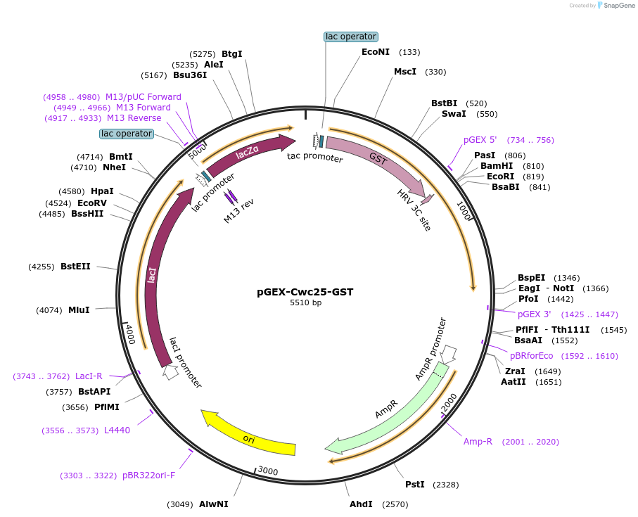 111339-plasmid-map-sequence-id-214708
