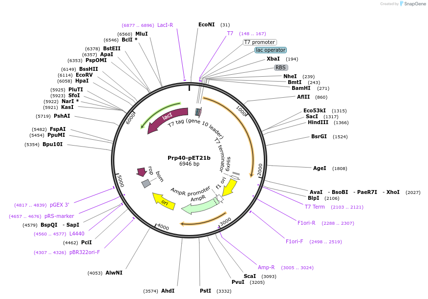 111287-plasmid-map-sequence-id-214709