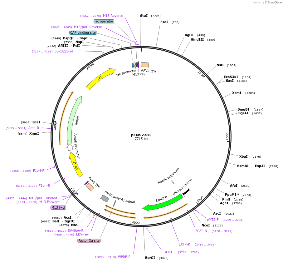 111902-plasmid-map-sequence-id-214710