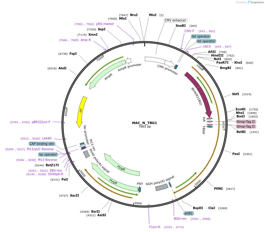 111696-plasmid-map-sequence-id-214715