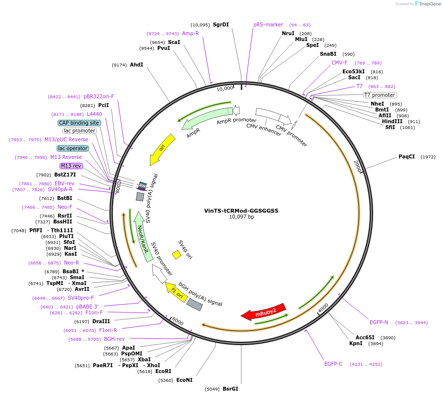 111763-plasmid-map-sequence-id-214717